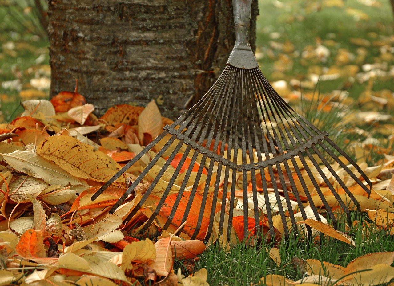 computing, nature, raking leaves, tool, garden, gardening, fall, leaves, autumn leaves, gardener