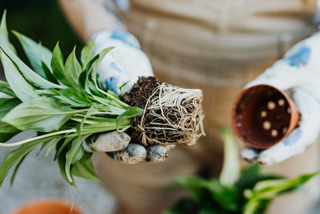 A gardener in gloves repotting a spathiphyllum plant with roots exposed, emphasizing plant care.